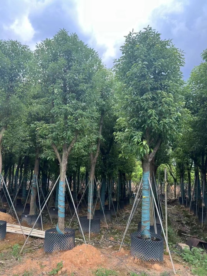 香樟10～12公分基地直销大小规格齐全质量优质大冠幅