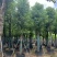 香樟10～12公分基地直销大小规格齐全质量优质大冠幅