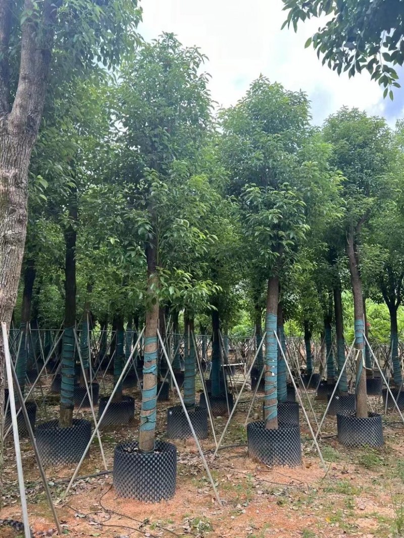 香樟10～12公分基地直销大小规格齐全质量优质大冠幅