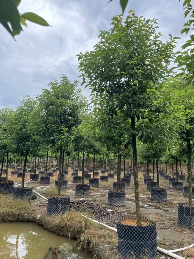 香樟10～12公分基地直销大小规格齐全质量优质大冠幅