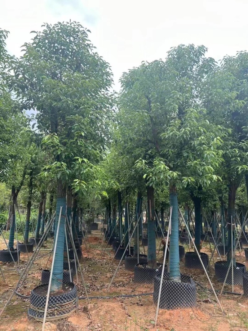 香樟10～12公分基地直销大小规格齐全质量优质大冠幅