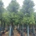 香樟10～12公分基地直销大小规格齐全质量优质大冠幅