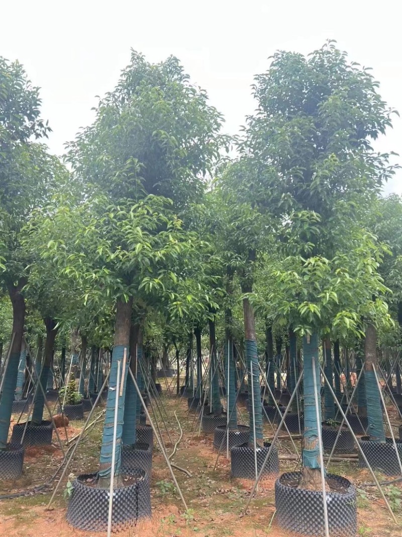 香樟10～12公分基地直销大小规格齐全质量优质大冠幅