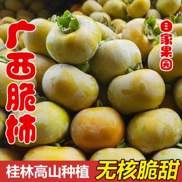 恭城月柿广西脆柿适合国内外市场货优价低大量供应中