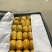 恭城月柿广西脆柿适合国内外市场货优价低大量供应中