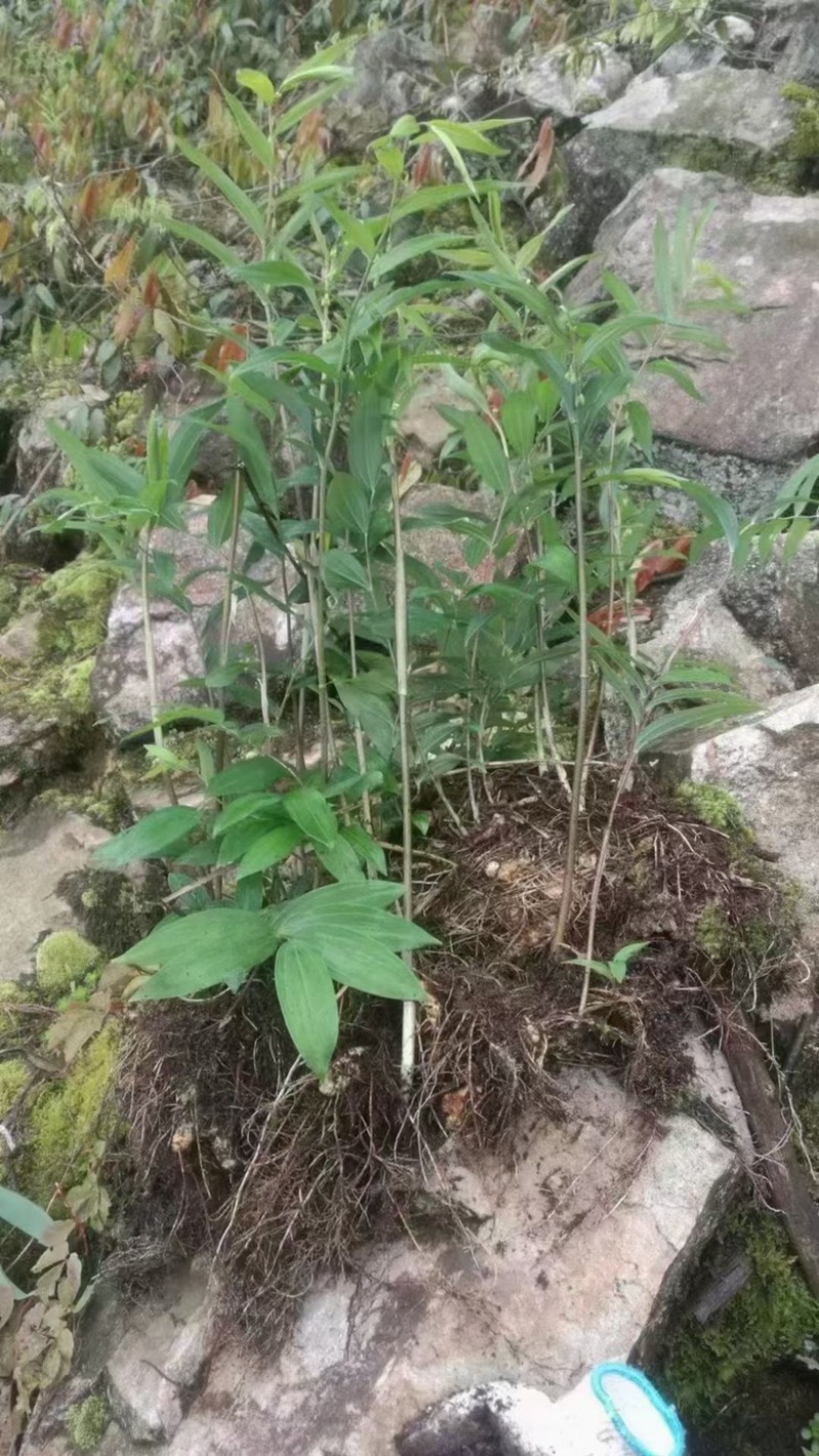 河源黄精多花野生九蒸九晒古法蒸制黄姜即食煲汤煮水中草药材