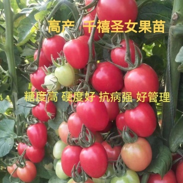 千禧圣女果苗口感好产量高抗病毒采摘园基地种植有现苗
