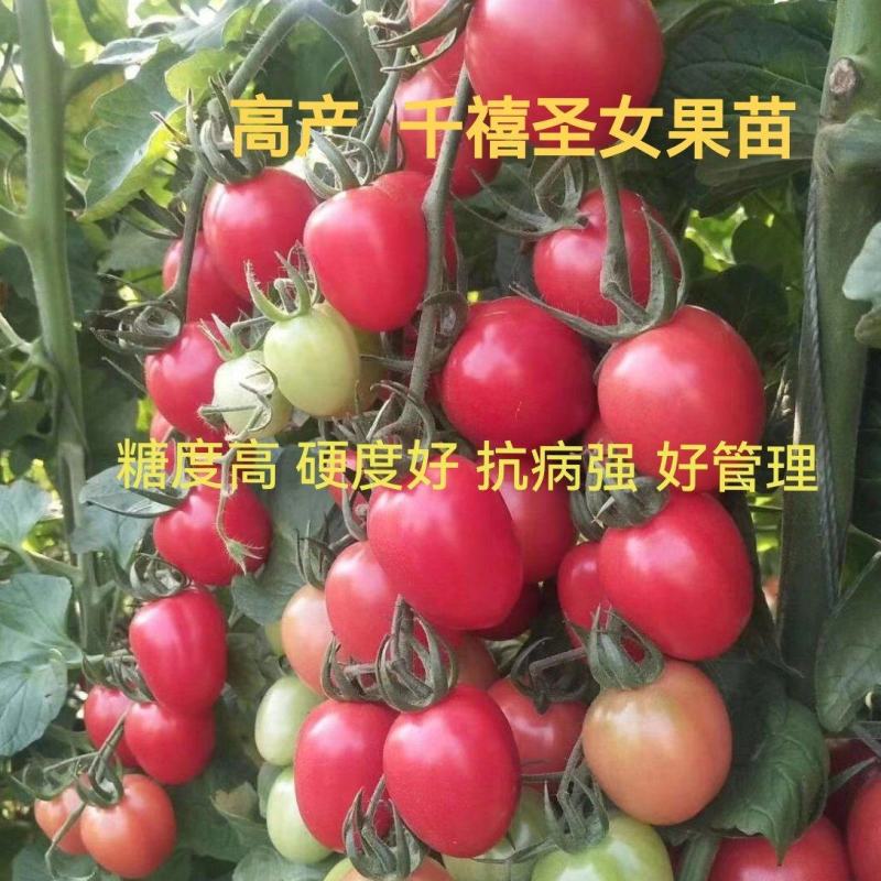 千禧圣女果苗口感好产量高抗病毒采摘园基地种植有现苗