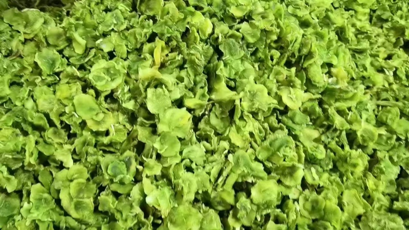 莴笋干厂家直供一手货源量大从优对接各大电商市场等