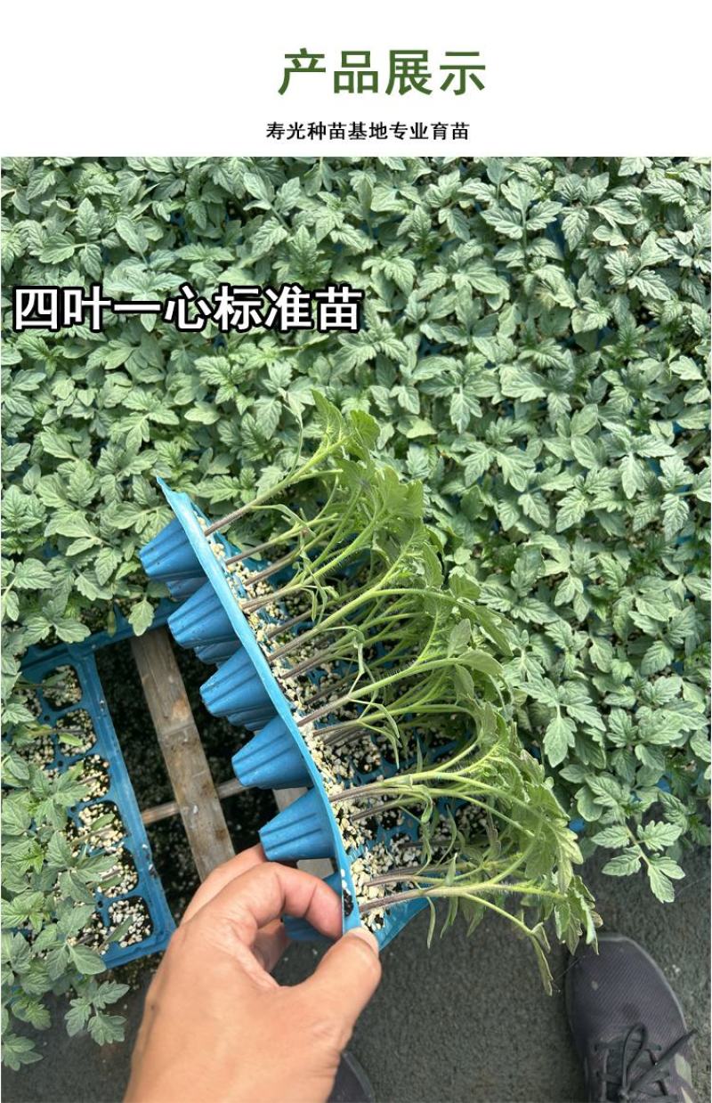 圣女果番茄苗樱桃小番茄苗水果番茄苗小西红柿苗山东潍坊寿光