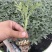 圣女果番茄苗樱桃小番茄苗水果番茄苗小西红柿苗山东潍坊寿光