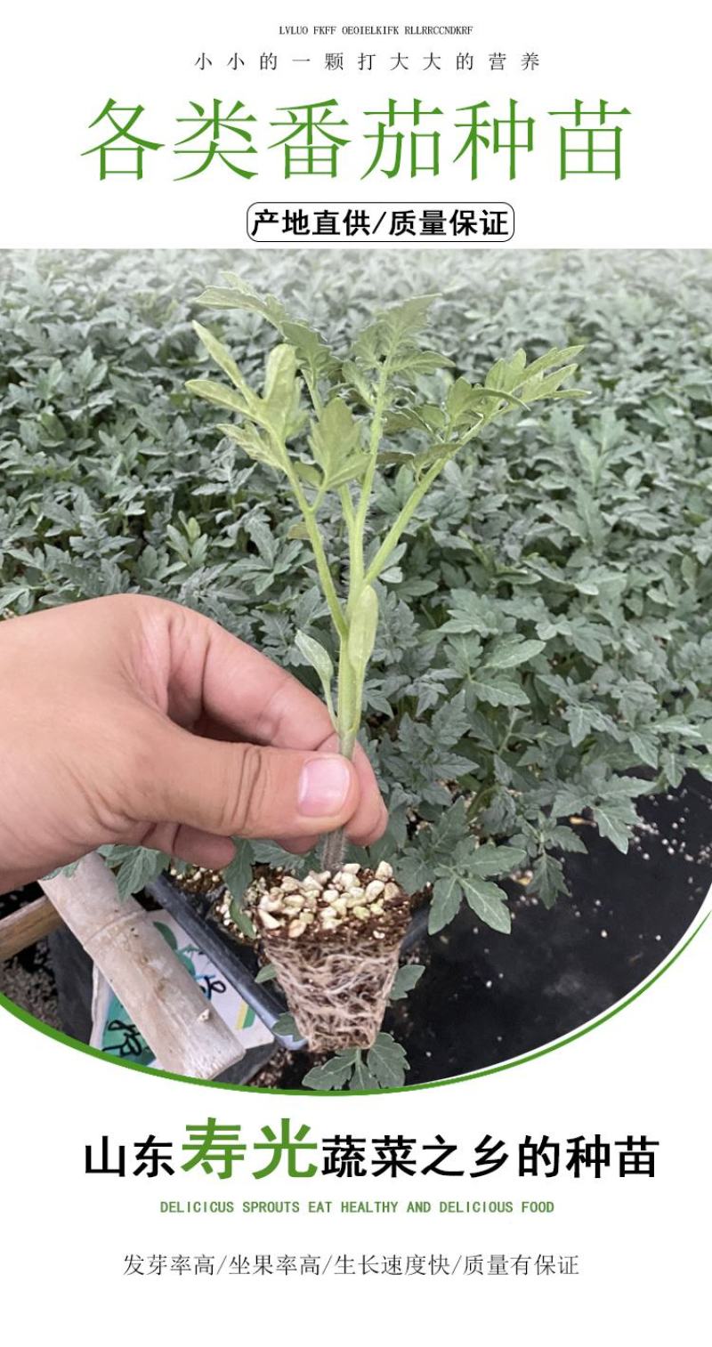 圣女果番茄苗樱桃小番茄苗水果番茄苗小西红柿苗山东潍坊寿光