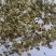 白芷种子祁白芷籽兴安白芷一年生药材种子春秋播种