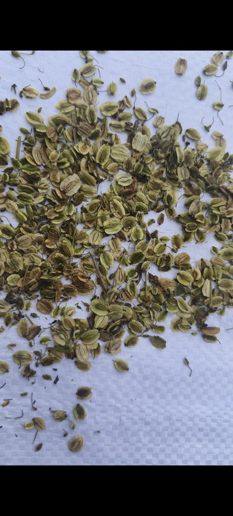 白芷种子祁白芷籽兴安白芷一年生药材种子春秋播种