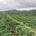 百万斤蜂蜜罐超甜山地红薯品质超日系烟台山地红薯