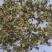 白芷种子祁白芷籽兴安白芷一年生药材种子春秋播种