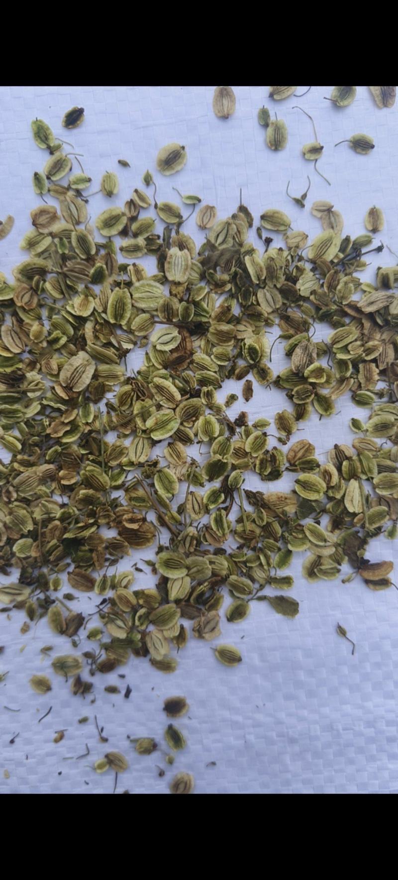 白芷种子祁白芷籽兴安白芷一年生药材种子春秋播种
