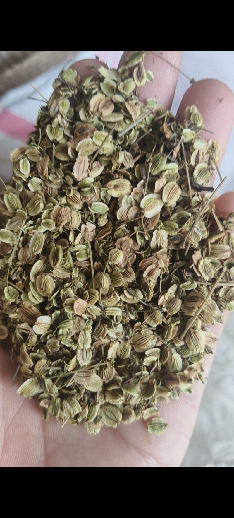 白芷种子祁白芷籽兴安白芷一年生药材种子春秋播种