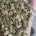 白芷种子祁白芷籽兴安白芷一年生药材种子春秋播种