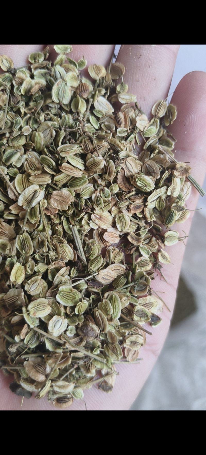 白芷种子祁白芷籽兴安白芷一年生药材种子春秋播种