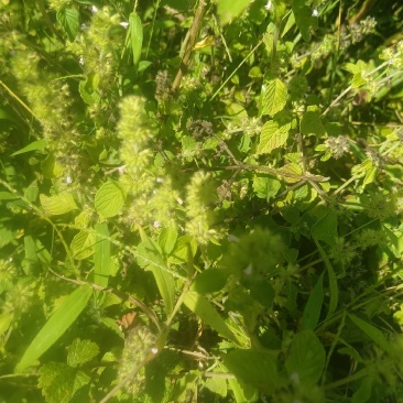 风轮菜