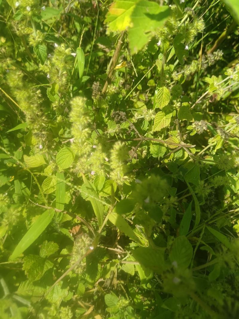 风轮菜