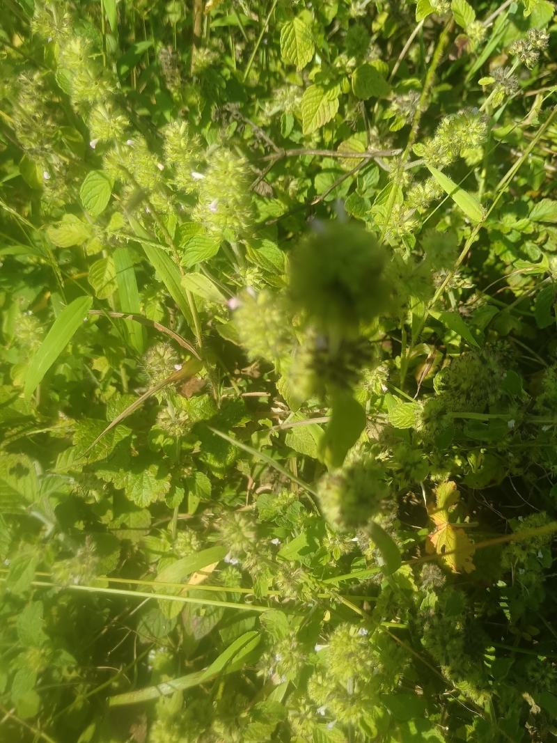 风轮菜
