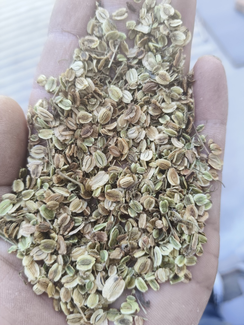 白芷种子祁白芷籽兴安白芷一年生药材种子春秋播种