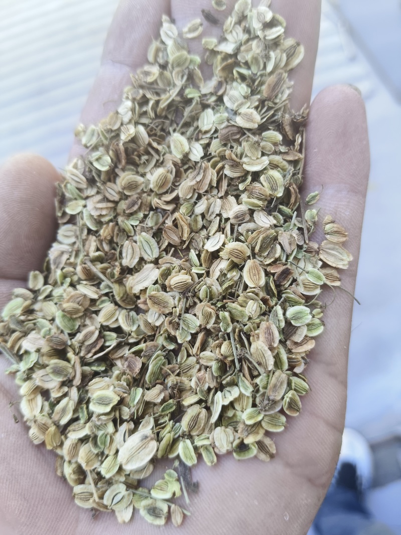 白芷种子祁白芷籽兴安白芷一年生药材种子春秋播种