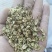 白芷种子祁白芷籽兴安白芷一年生药材种子春秋播种