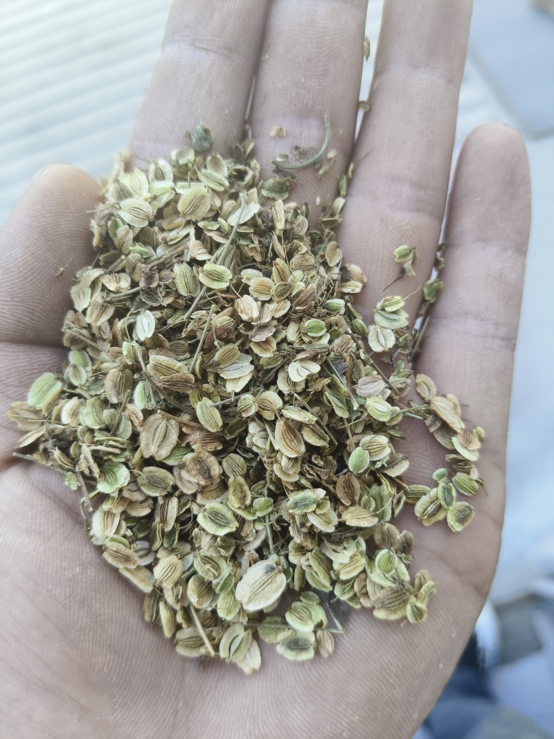 白芷种子祁白芷籽兴安白芷一年生药材种子春秋播种