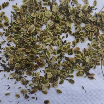 白芷种子祁白芷籽兴安白芷一年生药材种子春秋播种
