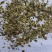 白芷种子祁白芷籽兴安白芷一年生药材种子春秋播种