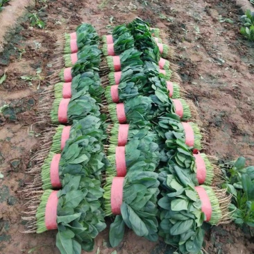 精品菠菜25～30公分左右，地头货，叶片发亮无虫大量现货