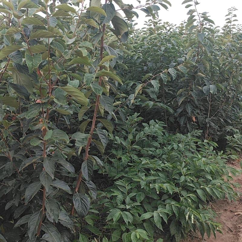 阳丰柿子苗大量供应成活率高脆甜欢迎来电洽谈也可视频