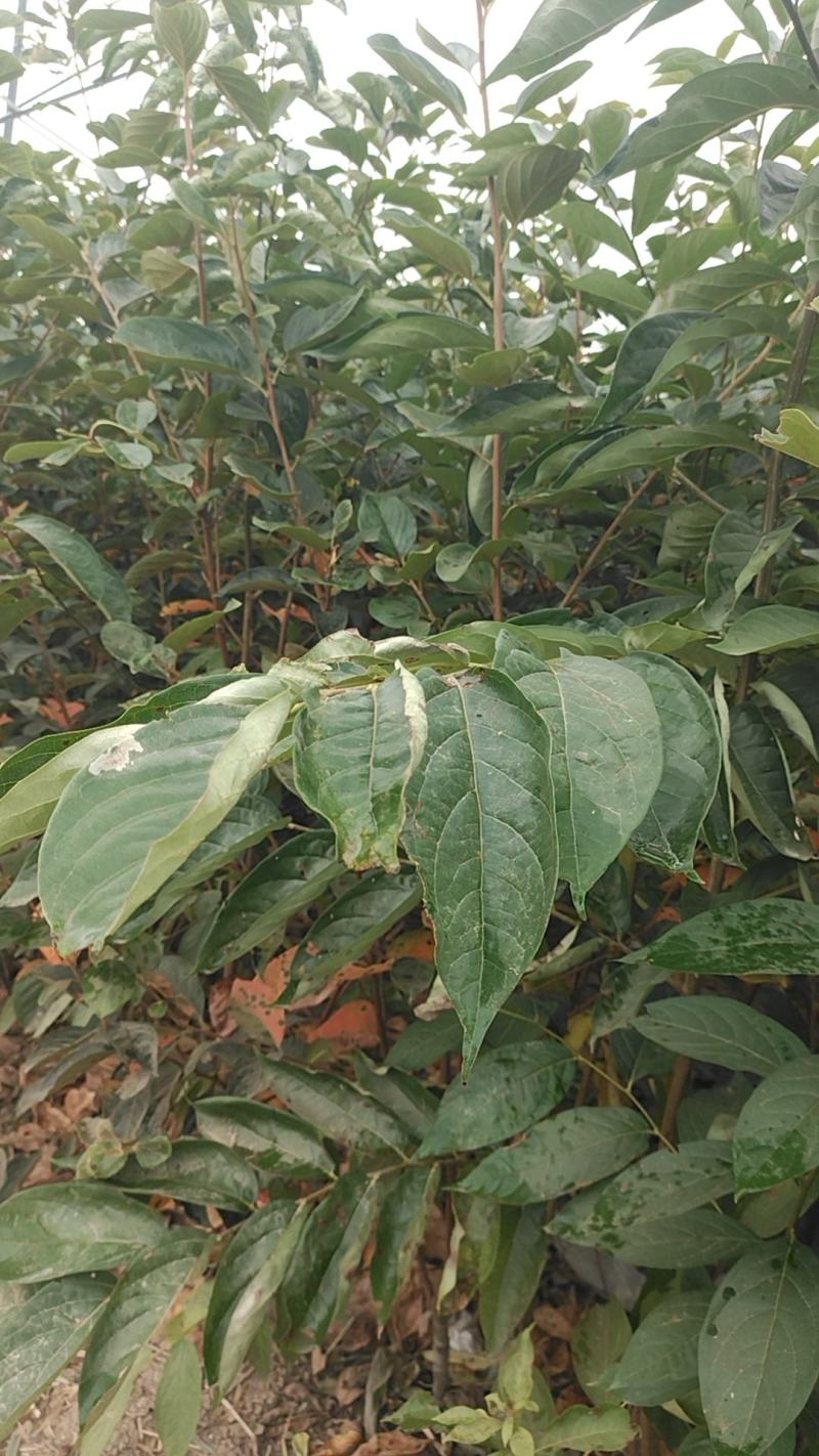 阳丰柿子苗大量供应成活率高脆甜欢迎来电洽谈也可视频