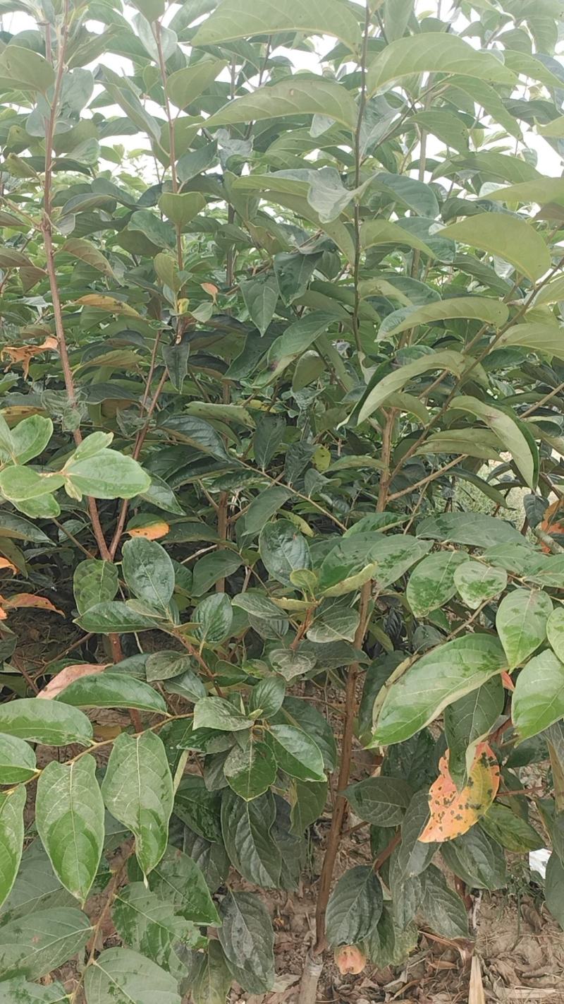 阳丰柿子苗大量供应成活率高脆甜欢迎来电洽谈也可视频
