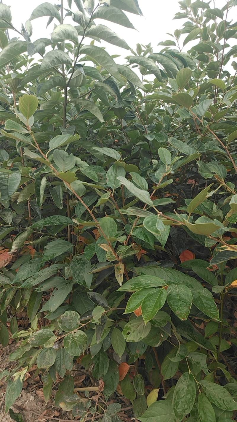 阳丰柿子苗大量供应成活率高脆甜欢迎来电洽谈也可视频