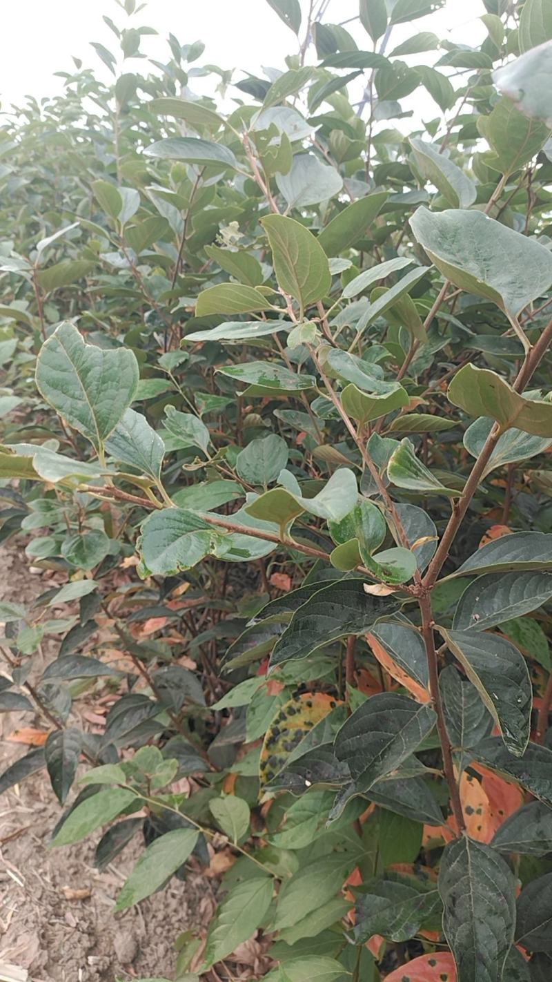 阳丰柿子苗大量供应成活率高脆甜欢迎来电洽谈也可视频