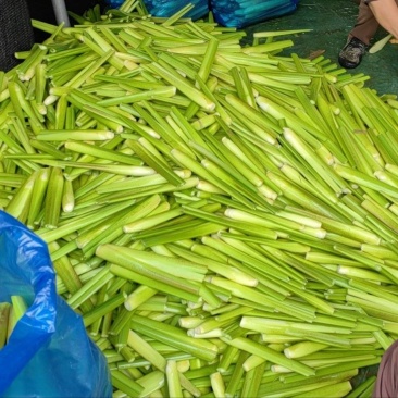 茭白大量上市
