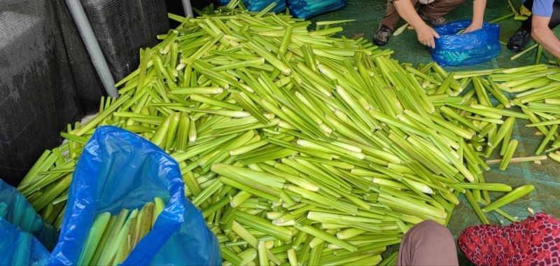 茭白大量上市