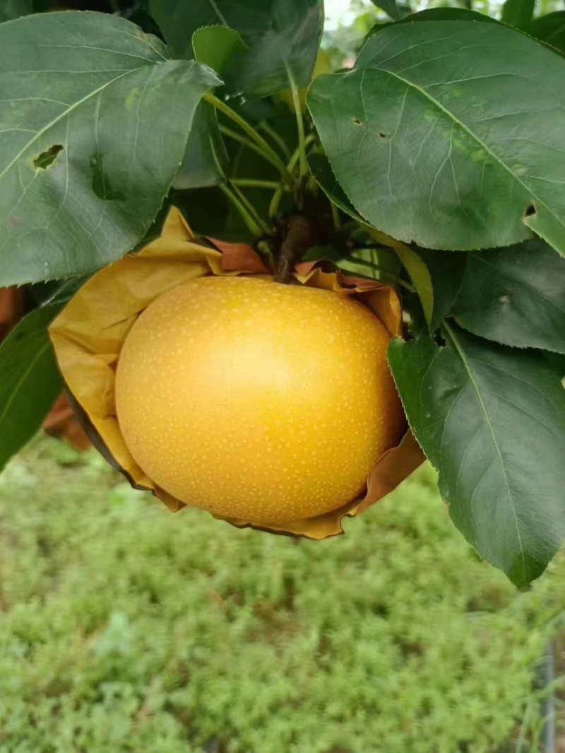 山东莱西新高梨万亩种植基地大量现货供应欢迎来电咨询