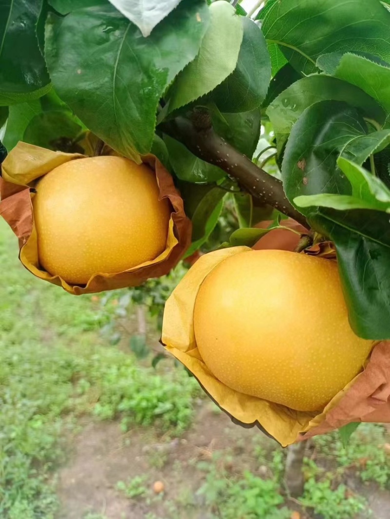 山东莱西新高梨万亩种植基地大量现货供应欢迎来电咨询