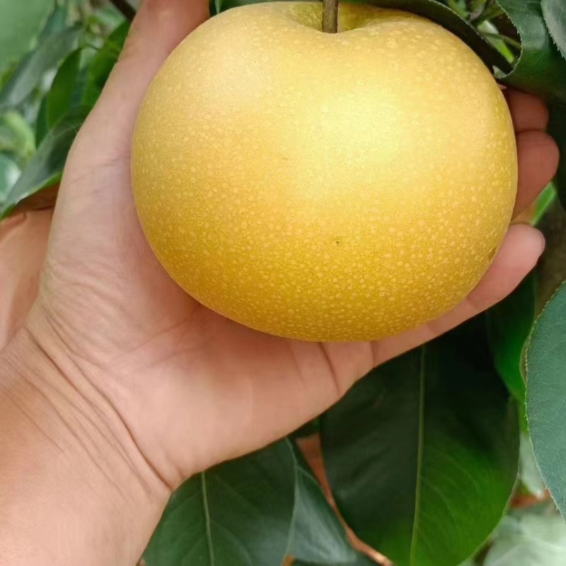 山东莱西新高梨万亩种植基地大量现货供应欢迎来电咨询