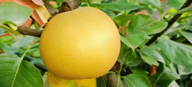 山东莱西新高梨万亩种植基地大量现货供应欢迎来电咨询