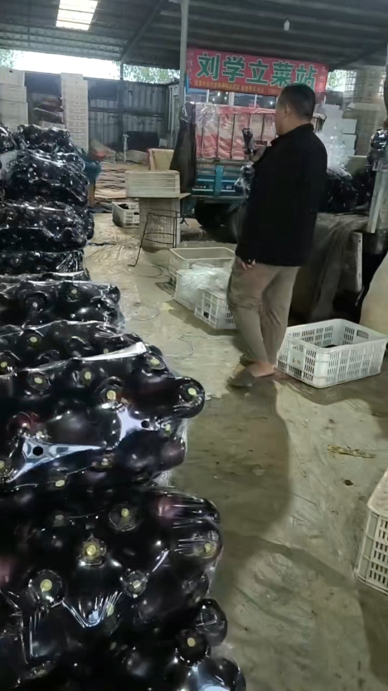 紫光圆茄品质保证量大价优支持视频看货欢迎来电洽谈合作