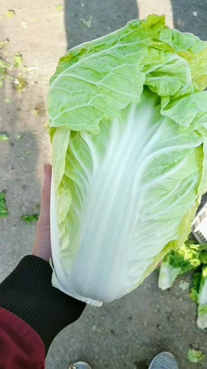 河南夏阳白菜产地一手货源供应电商市场商超