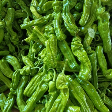 山东费县薄皮椒大量有货，大量供应代收代发全国各地