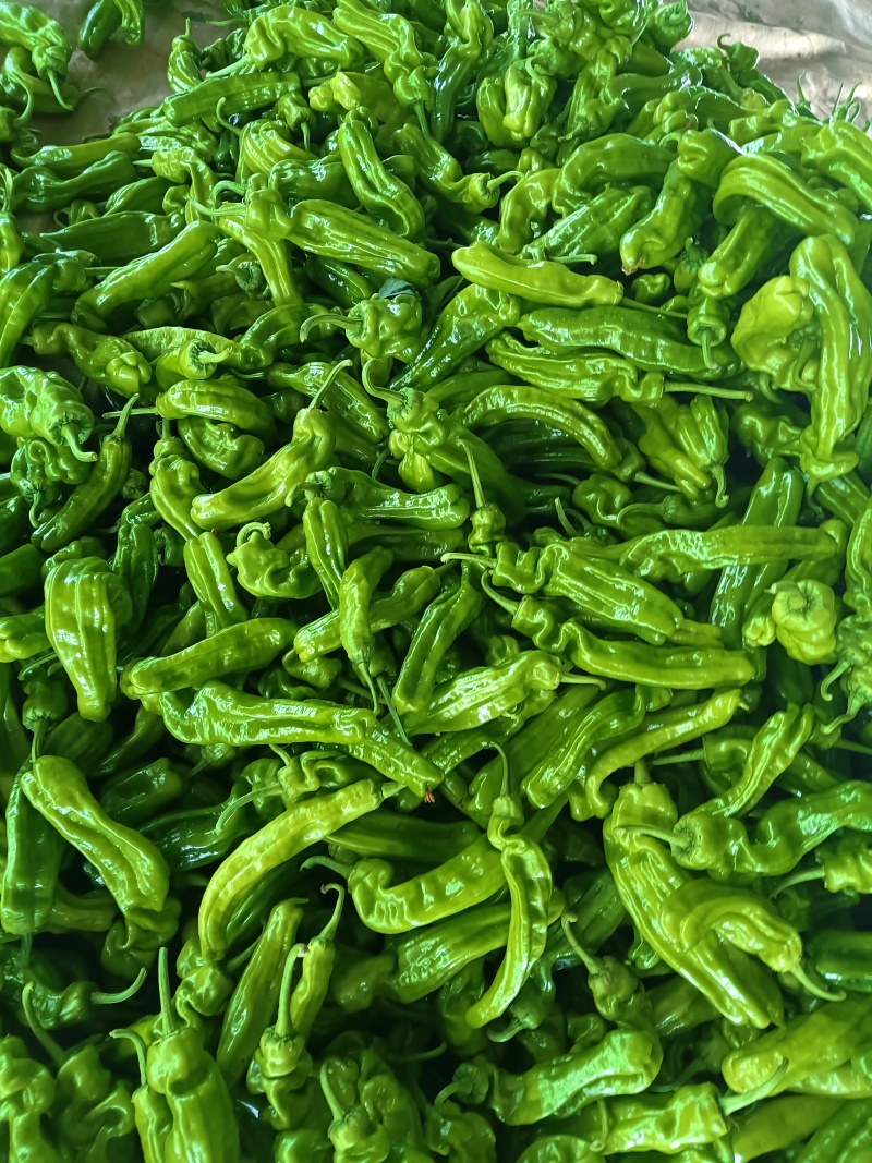 山东费县薄皮椒大量有货，大量供应代收代发全国各地