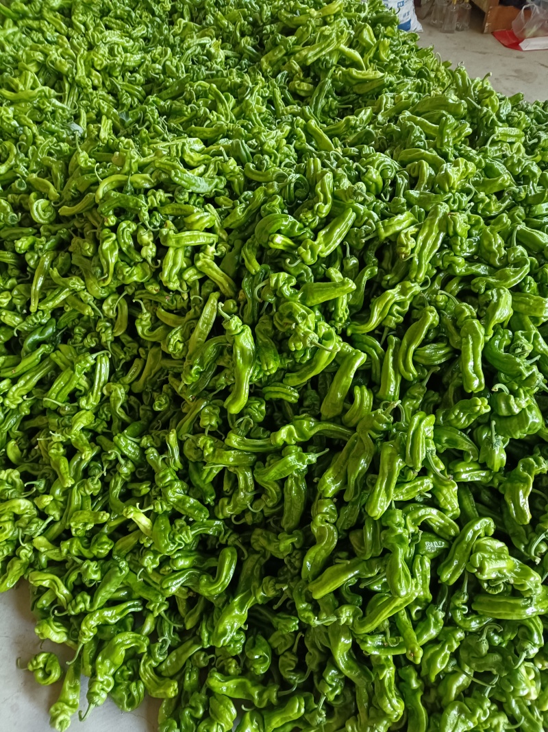 山东费县薄皮椒大量有货，大量供应代收代发全国各地